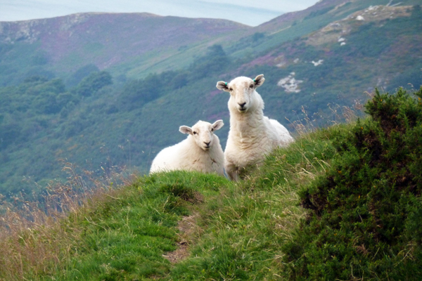 fight-against-assimilation-intermarriage